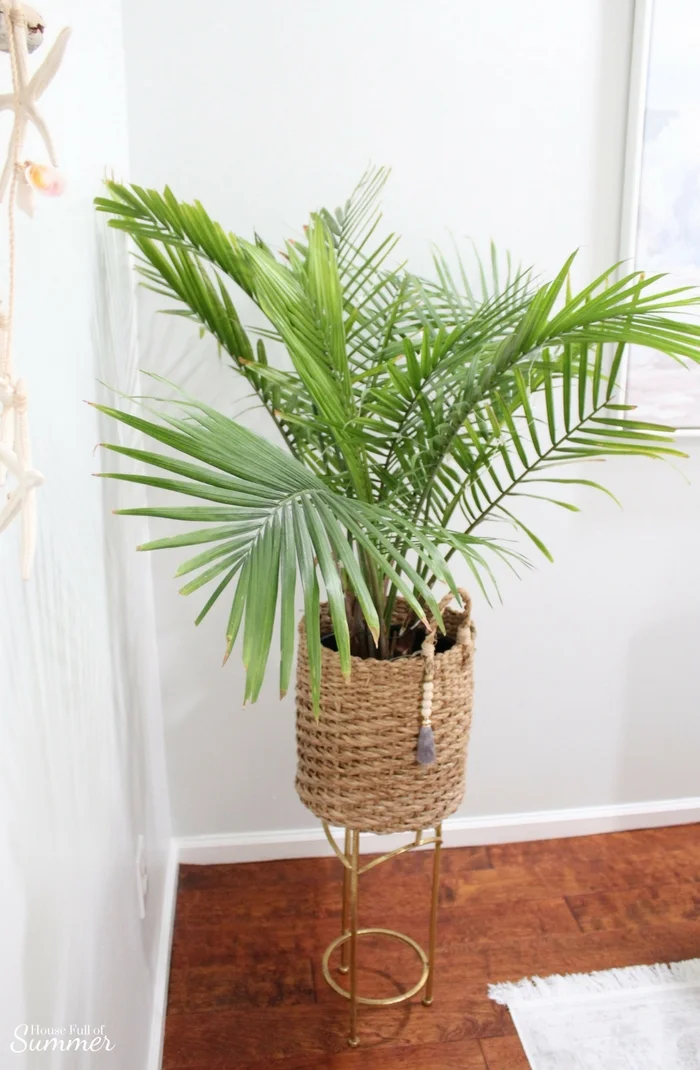 How to Care for an Indoor Majesty Palm — House Full of Summer Coastal